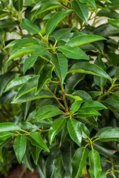 Prunus lusitanica 'Angustifolia' 60-80 cm. kluit - afbeelding 1
