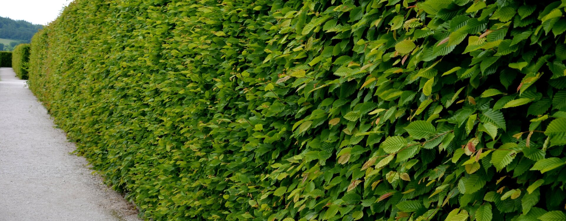 Nu is het plantseizoen