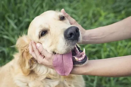 Dierendag: 11 tips voor een huisdiervriendelijke tuin!