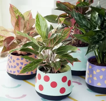 DIY-tip: pimp woonplant van de maand!