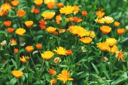 Eenjarige zomerbloemen zaaien