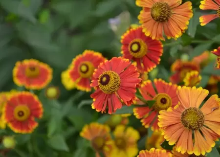 Nazomerboost voor de tuin