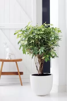 Woonplant van de maand september: de Schefflera