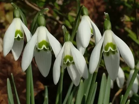 Wat te doen in de tuin in januari?