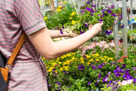 Vakantie opruiming bij Tuincentrum Tullekensmolen!