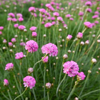 Inheemse planten