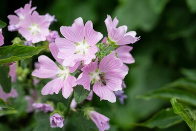 Inheemse planten