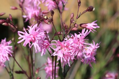 Inheemse planten