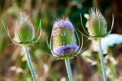 Inheemse planten