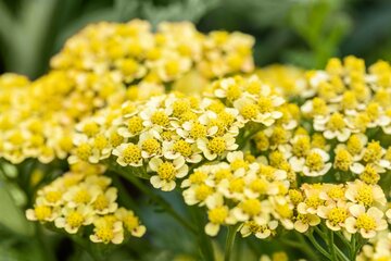 Achillea mil. 'Milly Yellow Rock'