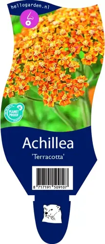 Achillea 'Terracotta'