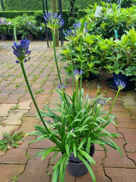 Agapanthus 'Amourette Blue' - afbeelding 1