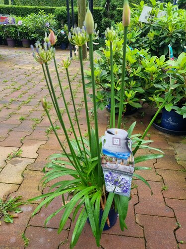 Agapanthus 'Amourette Blue' - afbeelding 2