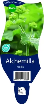 Alchemilla mollis