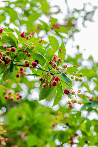 Amelanchier lamarckii struik - afbeelding 2