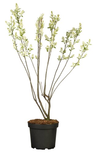 Amelanchier lamarckii struik - afbeelding 1