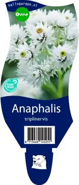 Anaphalis triplinervis