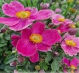 Anemone hupehensis 'Emmy Deep Rose' - afbeelding 2