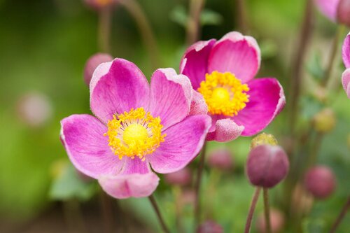 Anemone hupehensis 'Emmy Deep Rose' - afbeelding 3