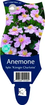Anemone hybr. 'Kon. Charlotte'