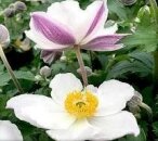 Anemone japonica 'Elfin Swan' - afbeelding 2