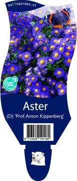 Aster (D) 'Prof.A.Kippenberg'