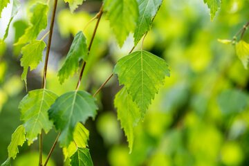 Betula utilis 'Jacquemontii' - Driestamige boom
