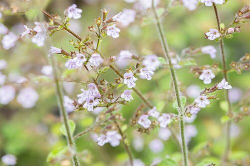 De Calamintha nepeta Blue Cloud