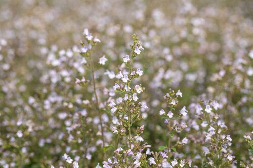 Calamintha Nepeta Blue Cloud