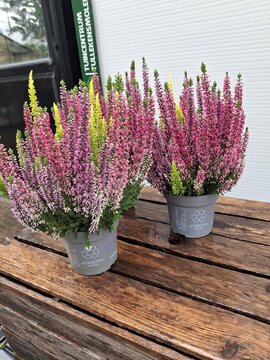 Calluna Garden Girls TrioColor