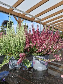 Calluna v. Garden Girls