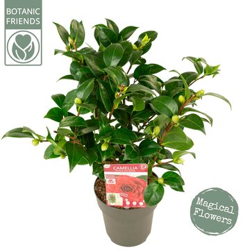 Camellia japonica Black Lace - afbeelding 1