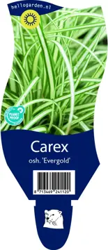 Carex osh. 'Evergold'