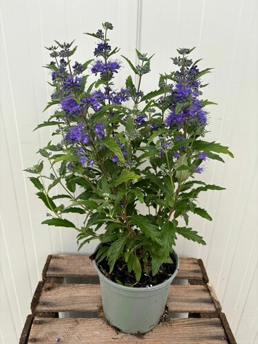 Caryopteris clandonensis 'First Blue' - afbeelding 1