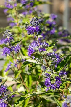 Caryopteris clandonensis 'First Blue' - afbeelding 2