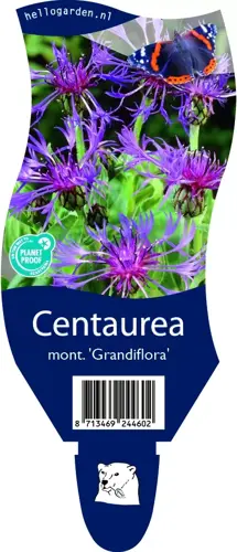 Centaurea mont. 'Grandiflora'