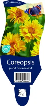 Coreopsis grand. 'Sonnenkind'