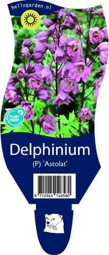 Delphinium (P) 'Astolat'