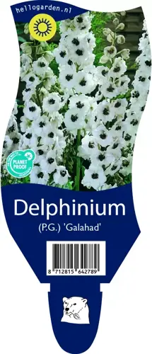 Delphinium (P.G.) 'Galahad'