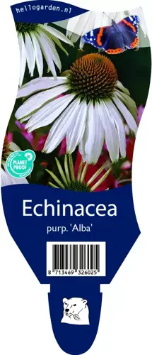 Echinacea purp. 'Alba'
