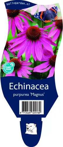 Echinacea purp. 'Magnus'