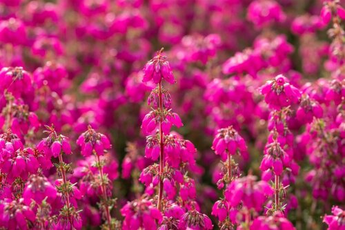 Erica darleyensis Winterheide