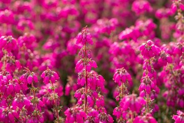 Erica darleyensis Winterheide