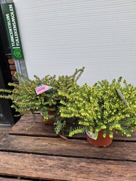 Erica Darleyensis - Winterheide