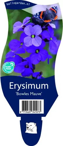 Erysimum 'Bowles Mauve'