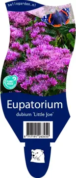 Eupatorium dubium 'Little Joe'