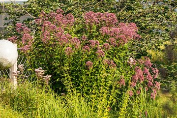 Eupatorium