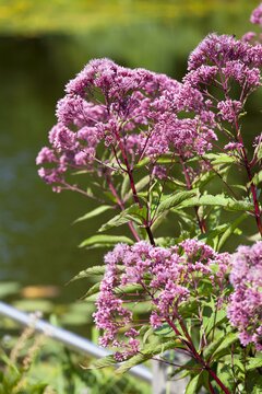 Eupatorium