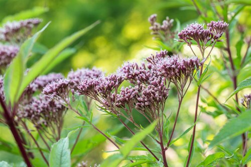 Eupatorium