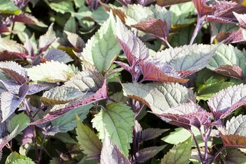 De Eupatorium Rugosum 'Chocolate'